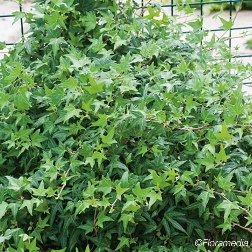 Lierre 'needlepoint' - hedera helix 3l