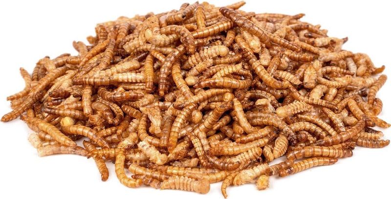 ChiX Meelwormen 500g