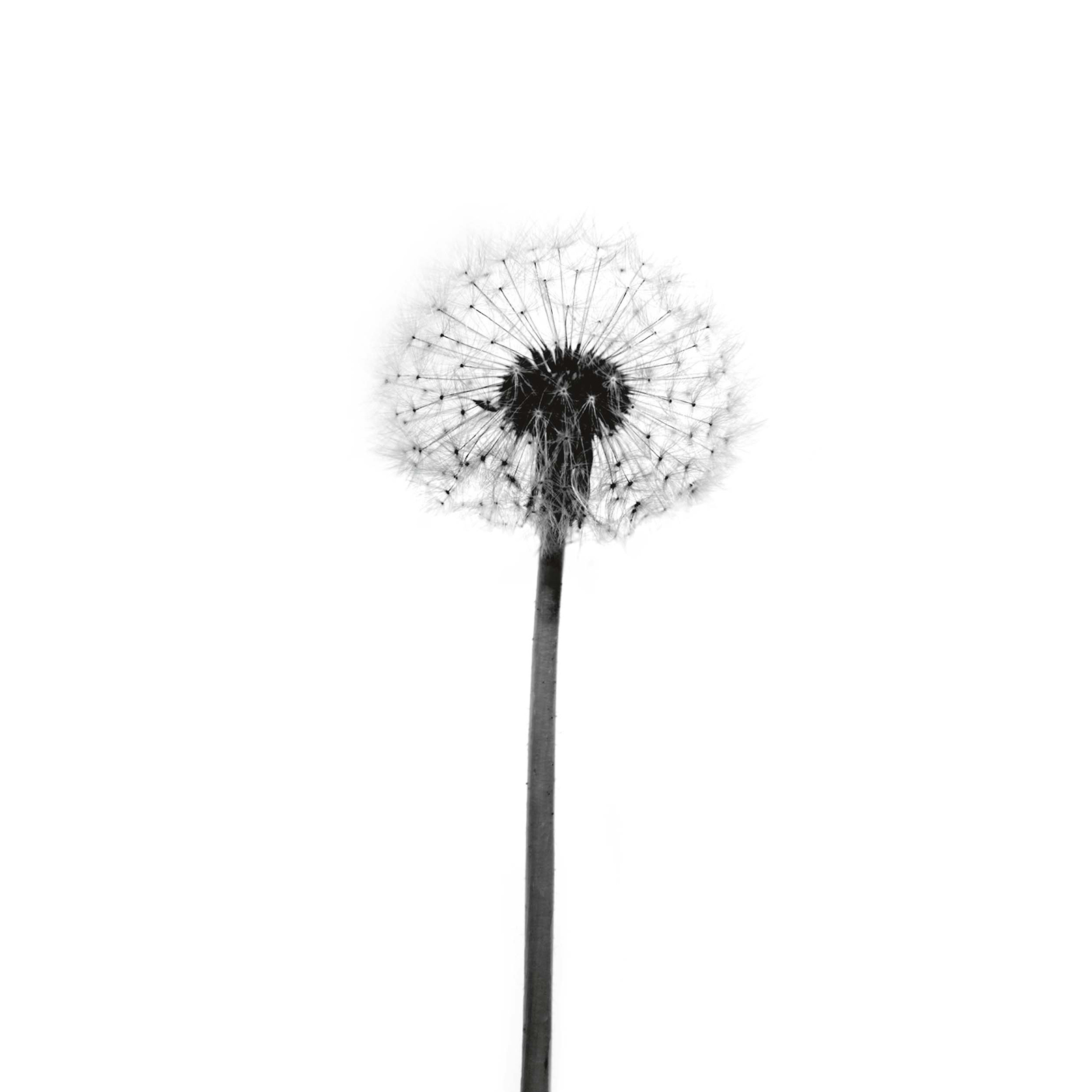Gerahmtes Bild PUSTEBLUME - schwarz-weiß - 20x30 cm