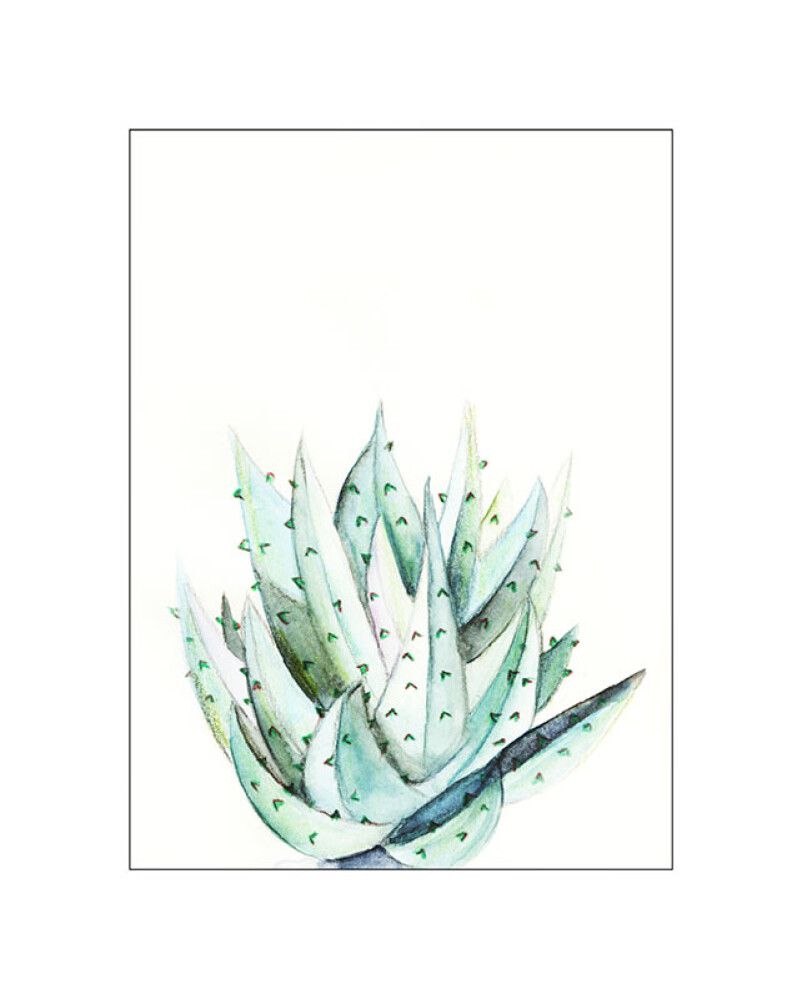 POSTER KOMARALOE WATERCOLOR 40 X 50 CM
