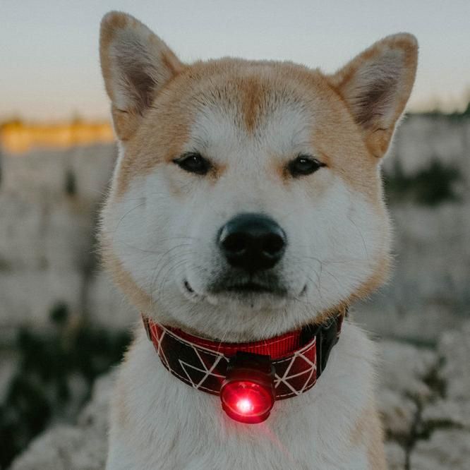 Orbiloc Sicherheitslicht Dog Dual Red