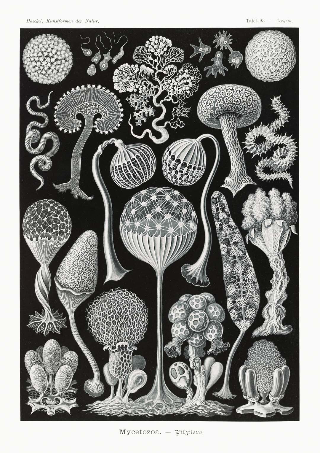 Mycetozoa von Ernst Haeckel