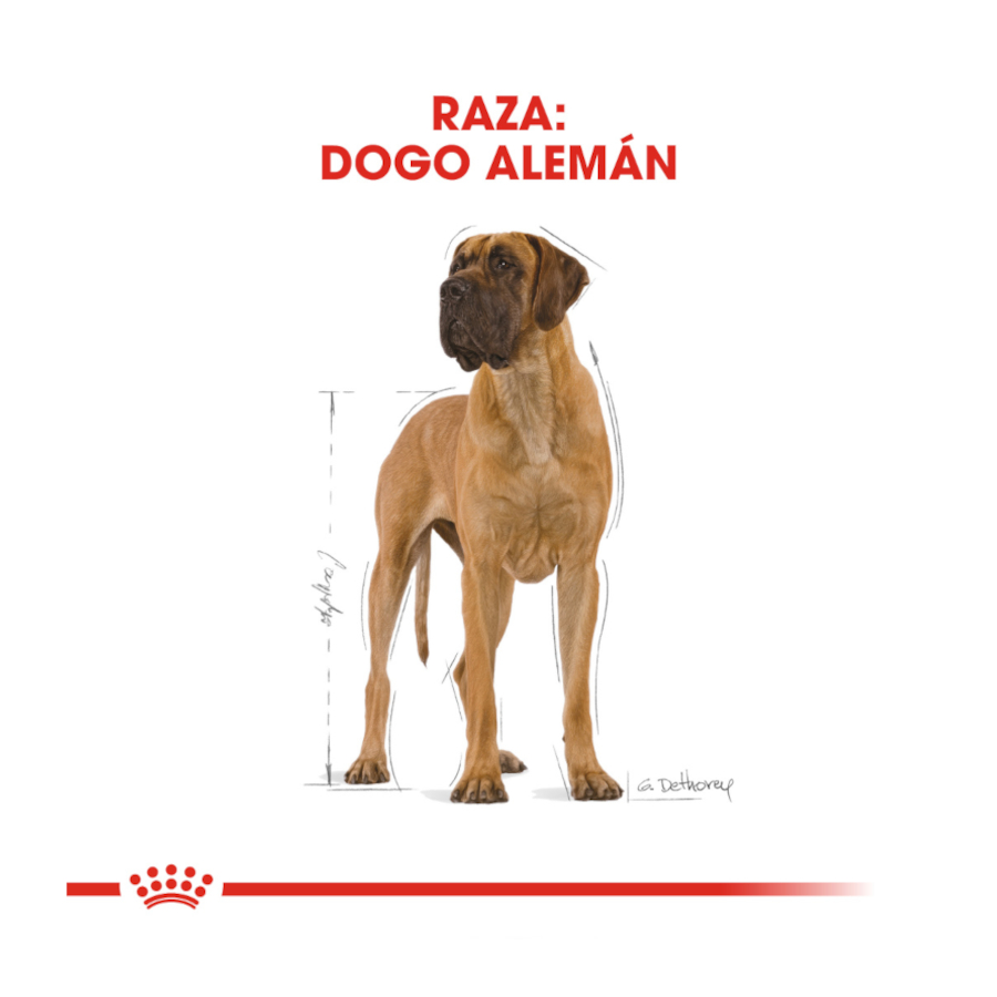 Ração Royal Canin Adult Great Dane para cães
