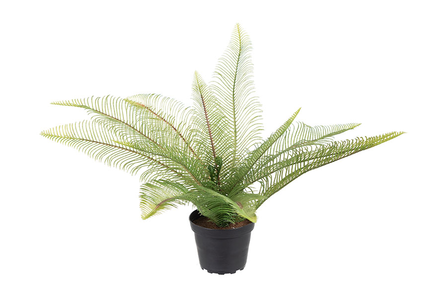 Ormbunke potteplante H30 cm