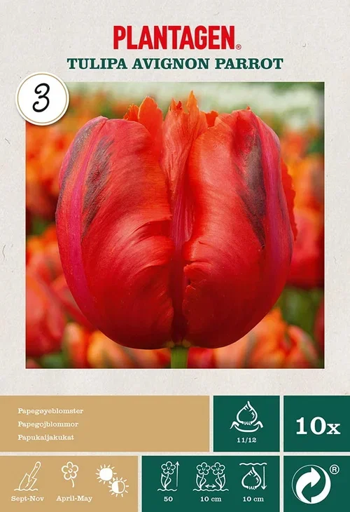 Tulipa gesneriana (Parrot Tulip-Group) 'Avignon Parrot' Papegøyetulipan 'Avignon Parrot'
