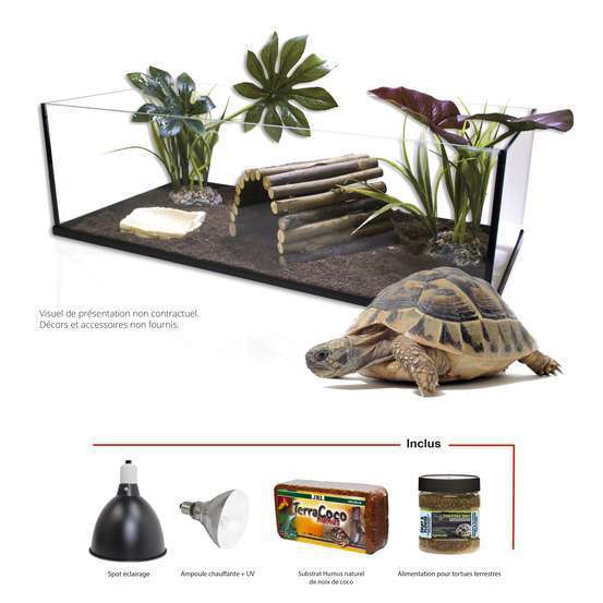 Terrarium en verre 