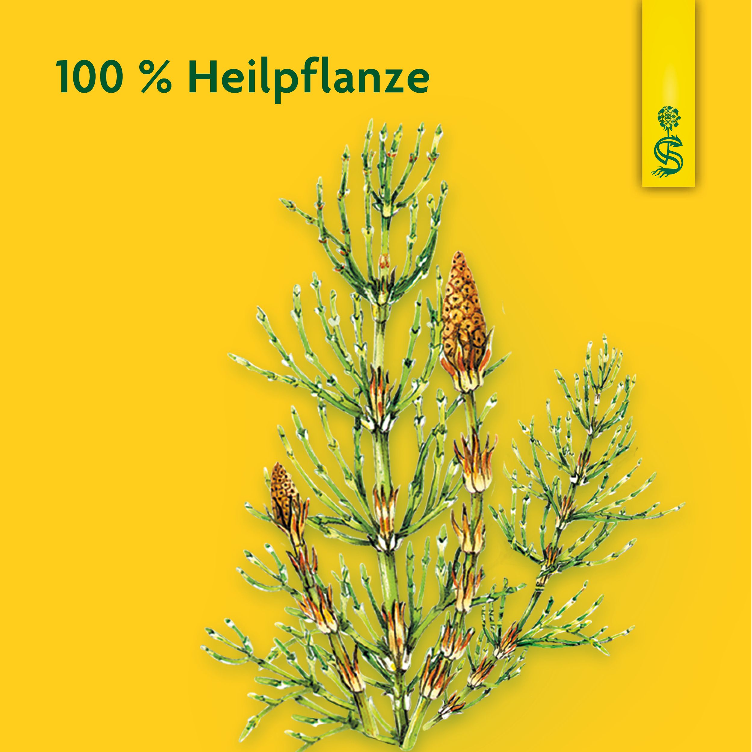 Schoenenberger® Zinnkraut