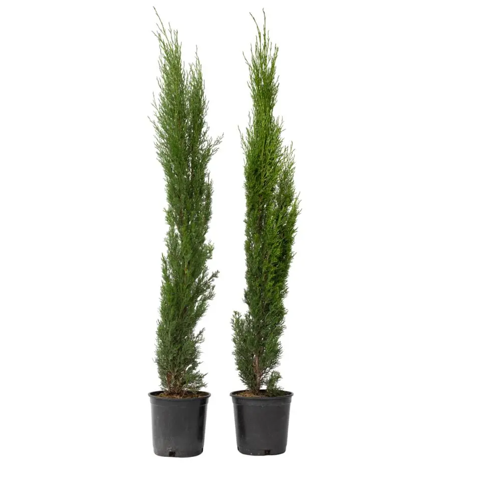 Italiaanse cipres - Set van 2 - Cupressus sempervirens - Hoogte 70-80cm - ⌀19cm