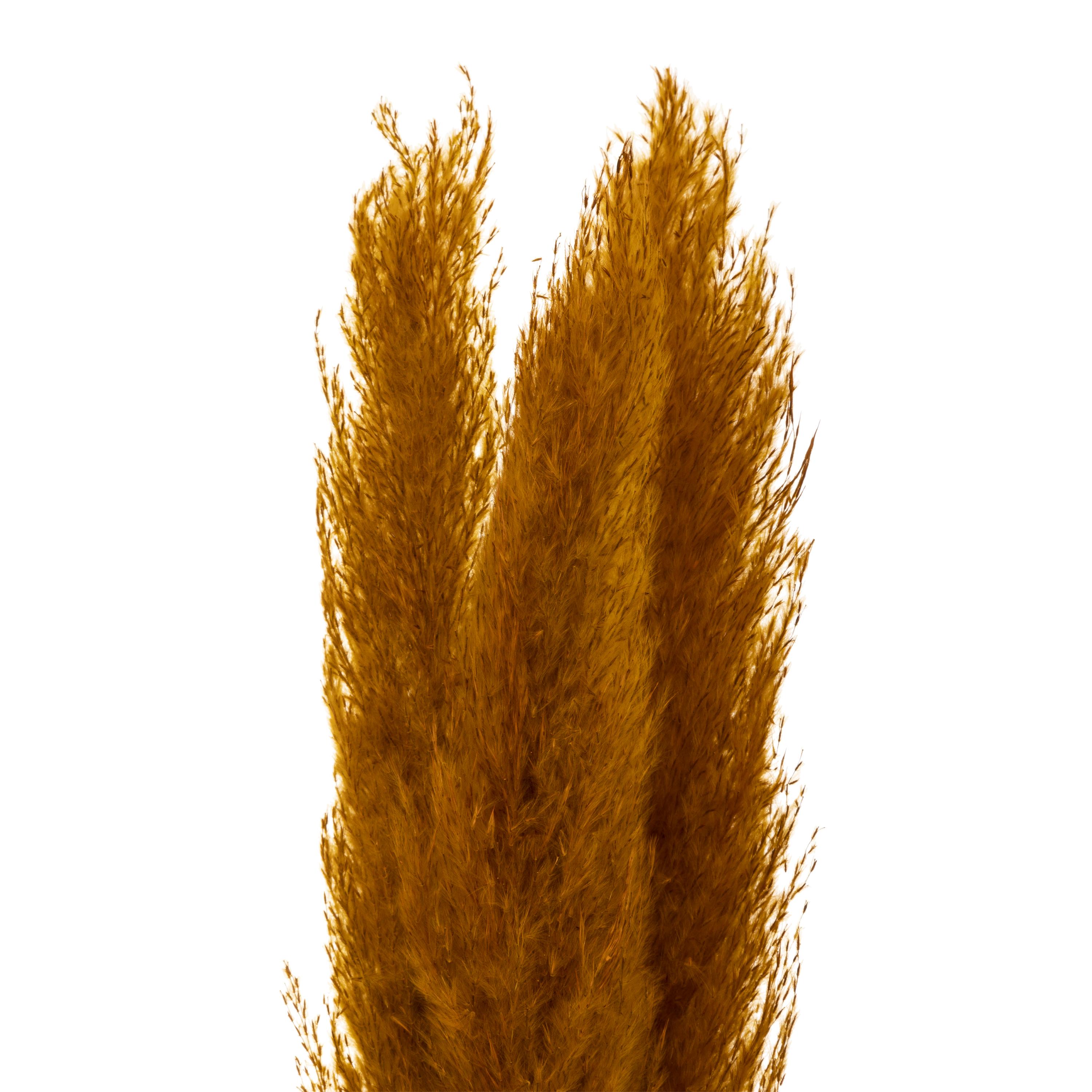 PAMPA NATUREL OCRE X3 PIECES H.110CM