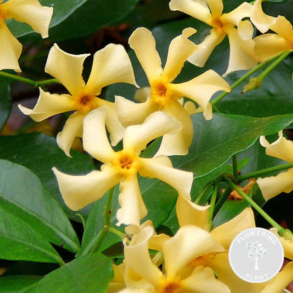 Trachelospermum 'star of toscana' – jasmin de toscane jaune – plante grimpante - ⌀15 cm - ↕60-70 cm