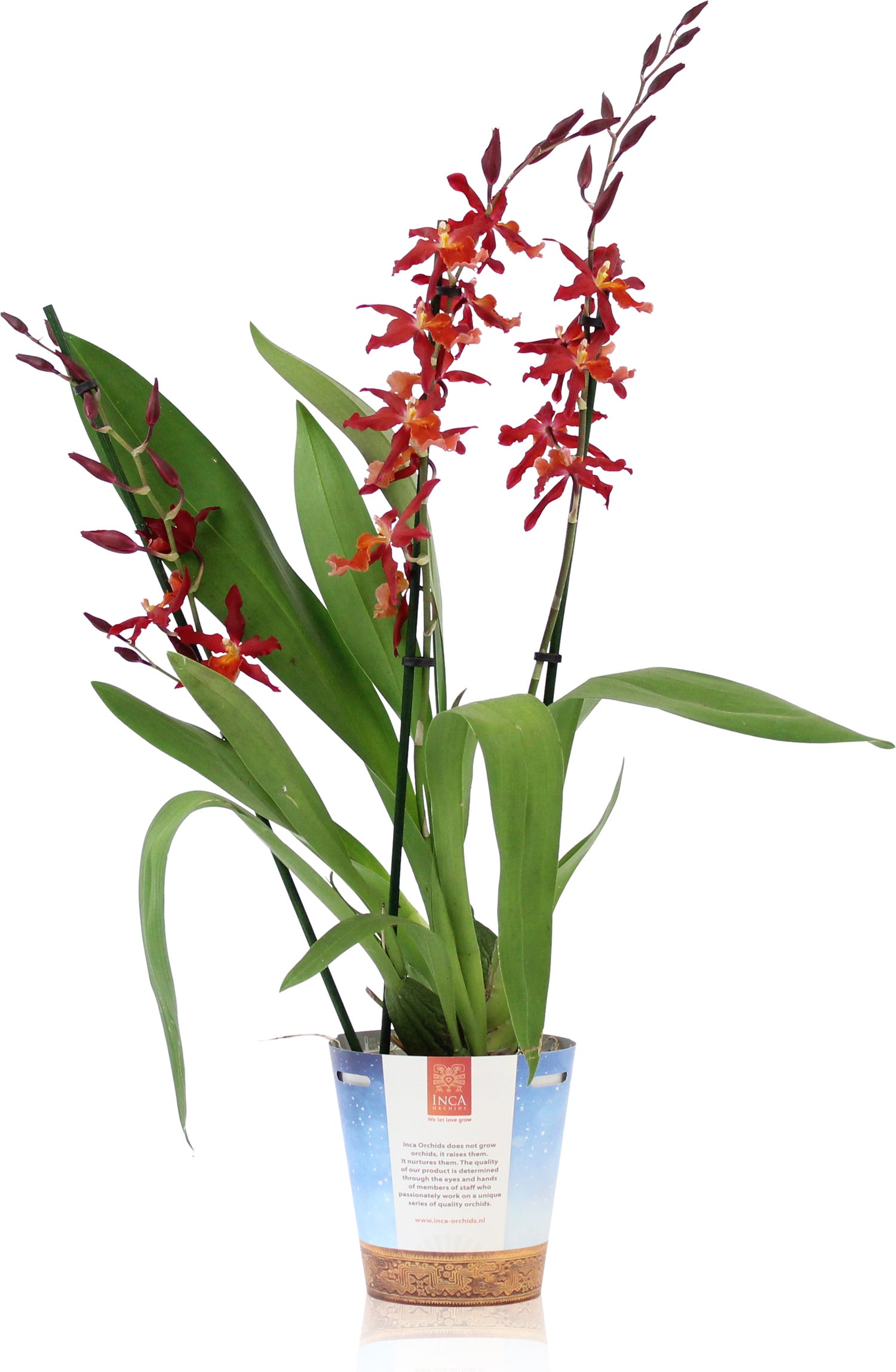Cambria-orchidee (Cambria) D 17 H 75 cm