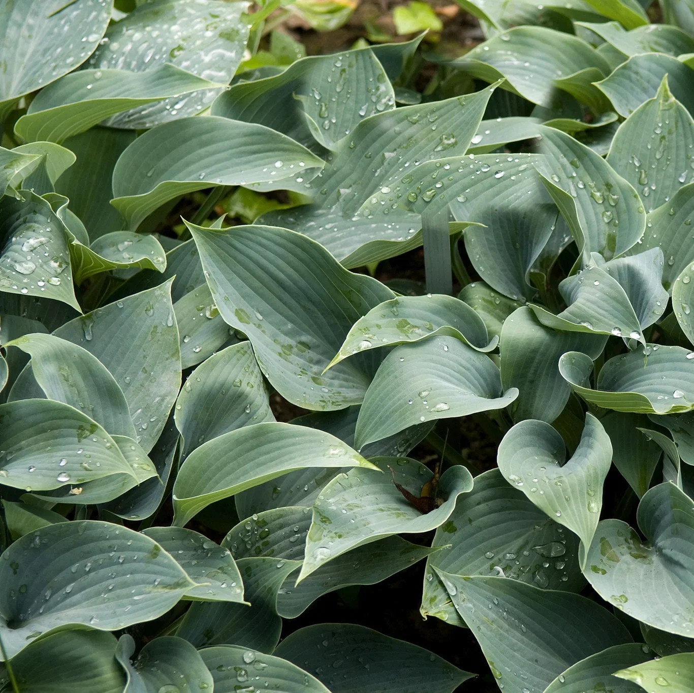 Hosta (Tardiana-Gruppen) 'Halcyon' Bladlilje 'Halcyon' Ø13 cm