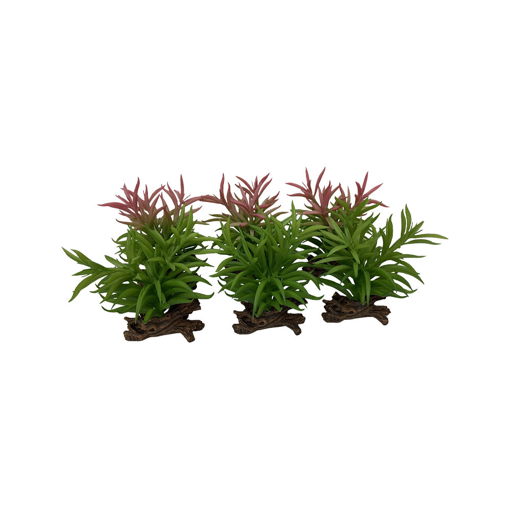 Terra Della Crassula