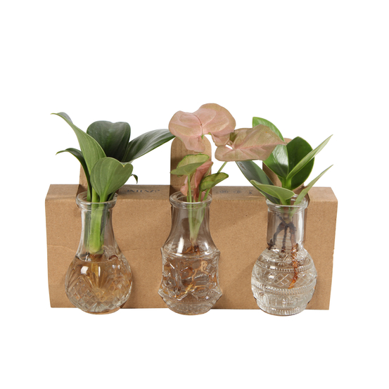 Hydroponie Berlin trio D 8cm