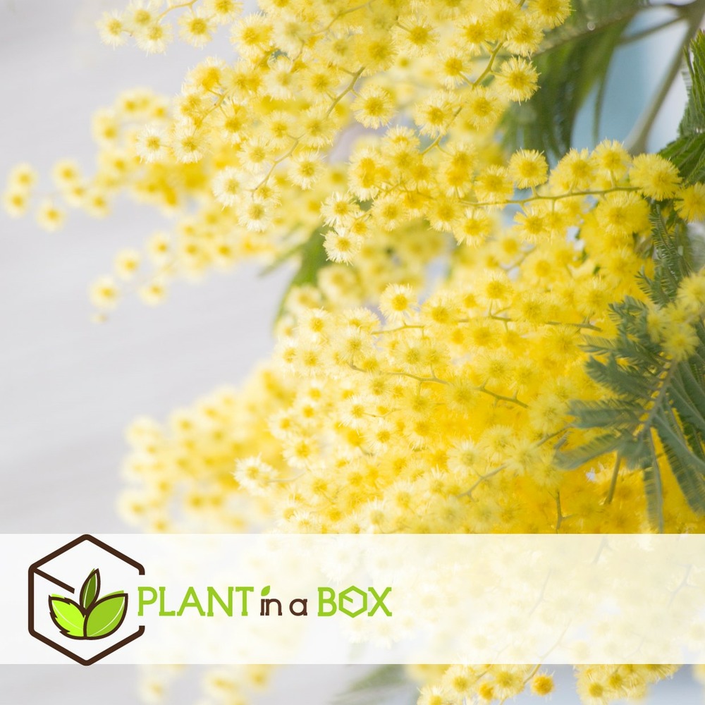 Mimosa acacia dealbata - lot de 2 -buisson de mimosa - pot 15cm- hauteur 40-50cm