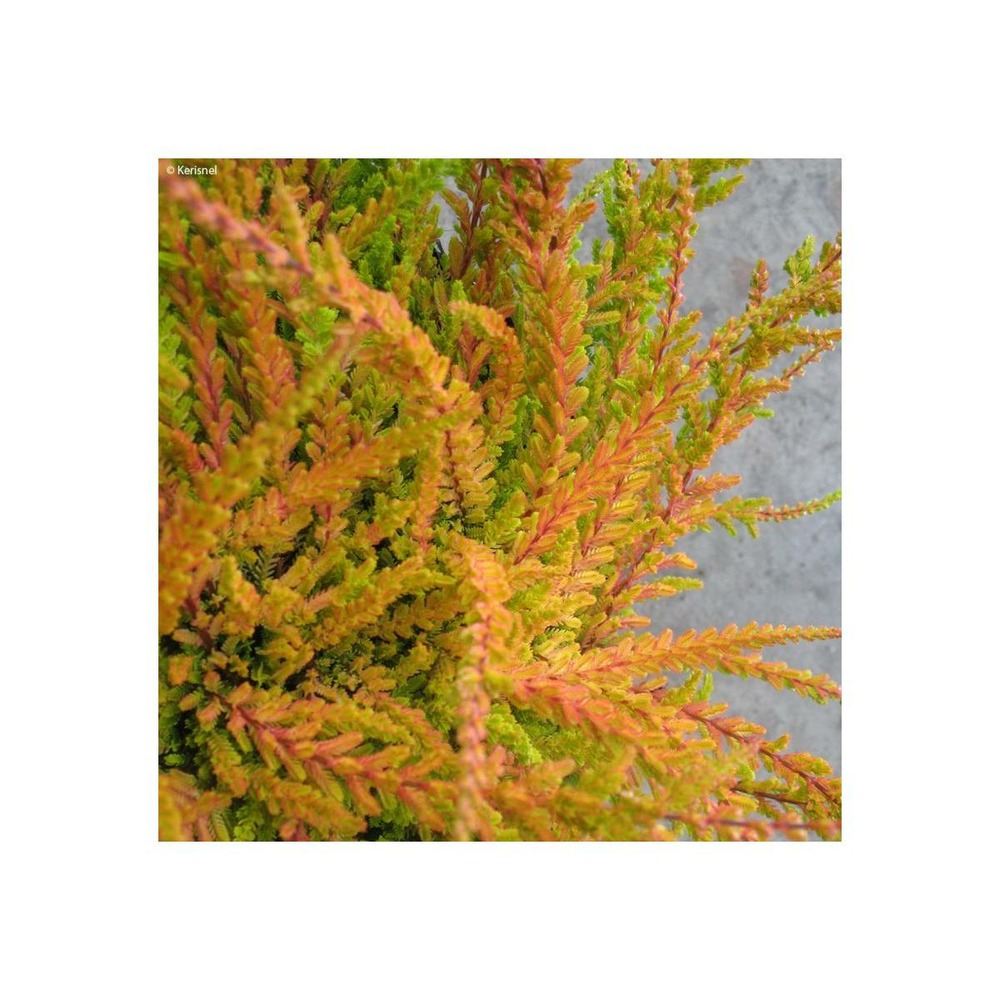 Bruyère d'été wickwar flame/calluna vulgaris 'wickwar flame'[-]godet - 5/20 cm