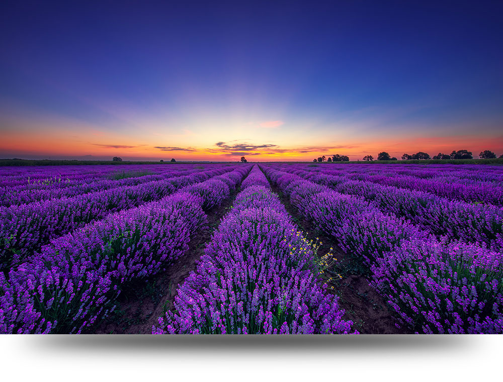Canvas schilderij Lavendelvelden 200 x 100 cm