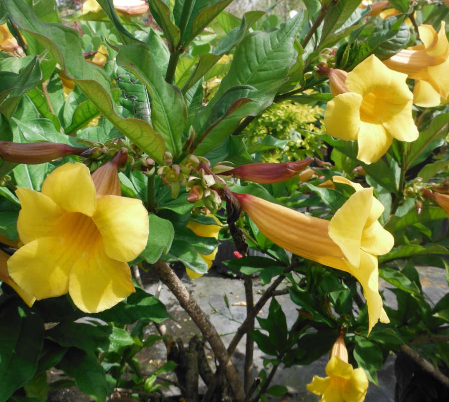 Allamanda cathartica (allamande, liane à lait ,trompette d'or) pot de 25l - 180/200cm
