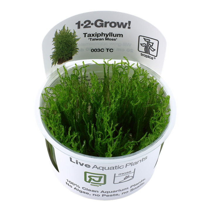 Waterplant Taxiphyllum Alternans Taiwan Moss