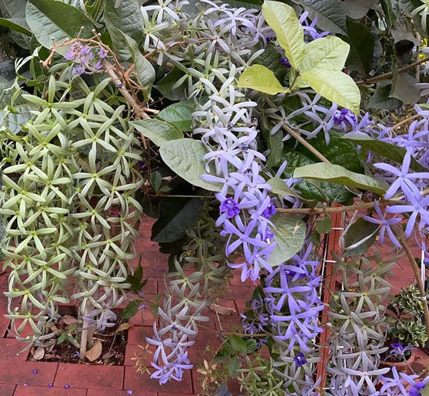 Petrea volubilis (pétré volubile) taille pot de 2 litres - 20/40 cm - violet