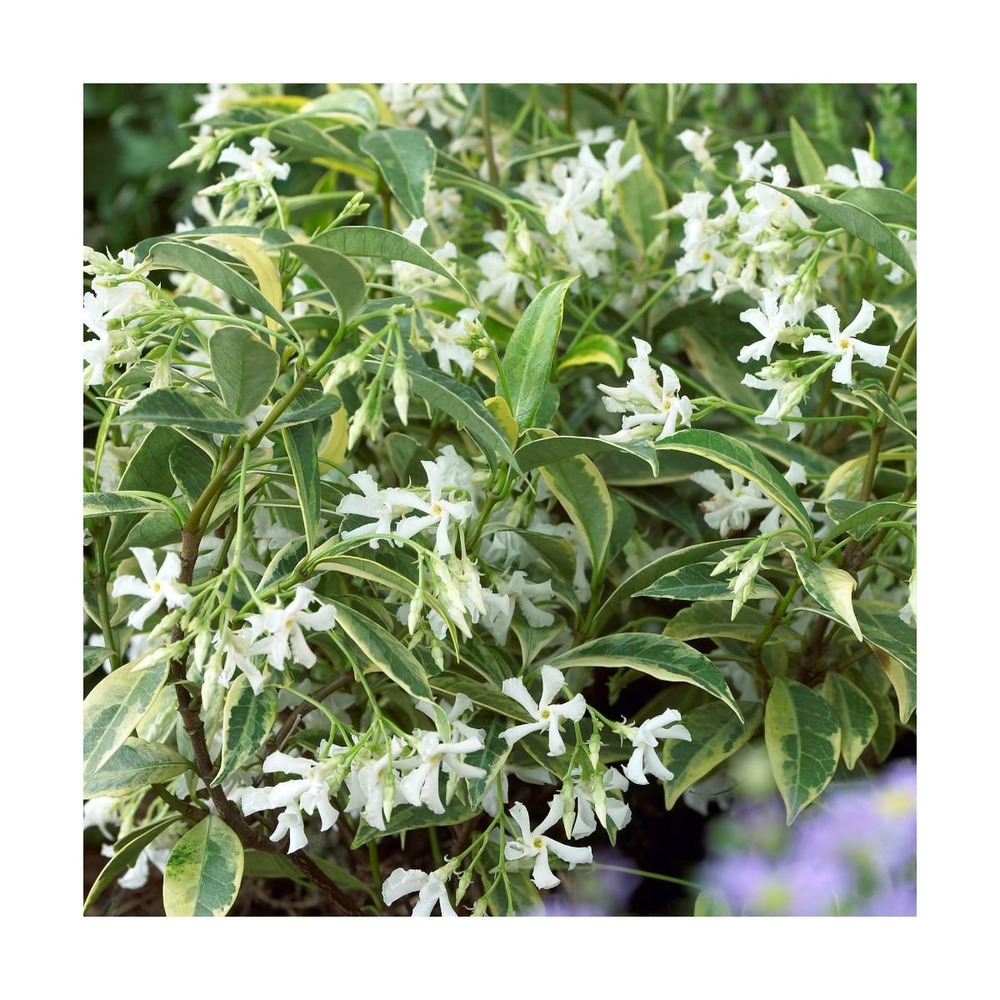 Jasmin étoilé jasminoïdes sun lover®/trachelospermum jasminoïdes 'sun lover'®[-]pot de 1,8l