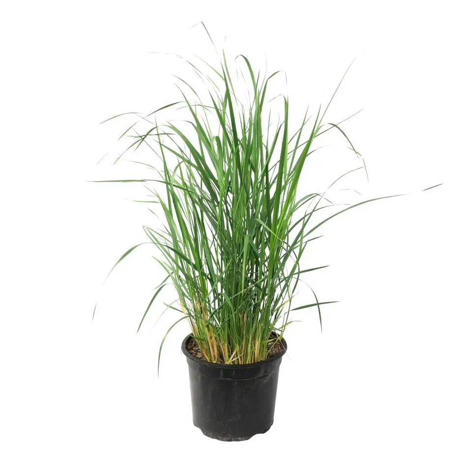 Vingergras - Panicum virgatum 'Heavy Metal' - Hoogte 40-60cm - ⌀23cm