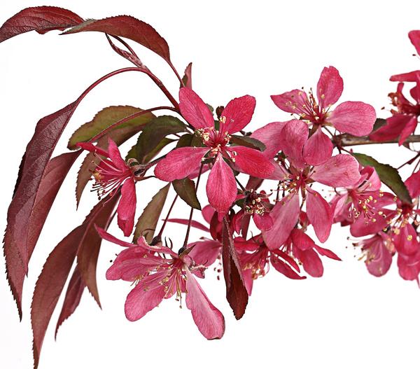 Zierapfel 'Royal Beauty', Kaskaden-Stämmchen