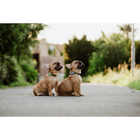 Répulsif rechargeable à ultrasons pour chien Tickless Mini Dog vert
