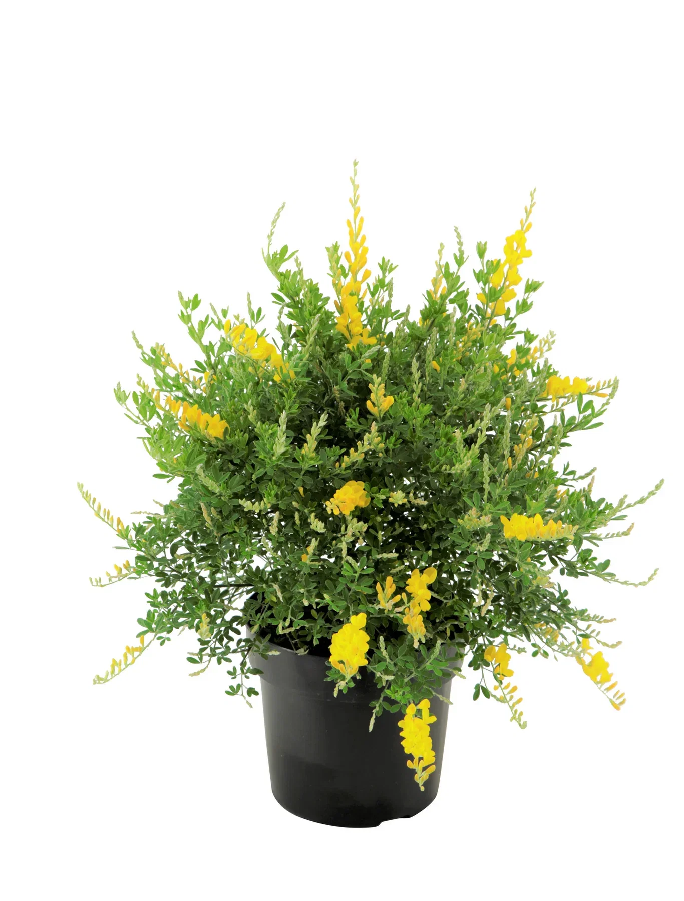 Genista 17 cm Balkanginst Ø17 cm
