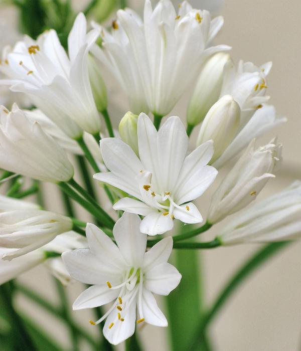Schmucklilie 'Ever White', Landlust Kollektion