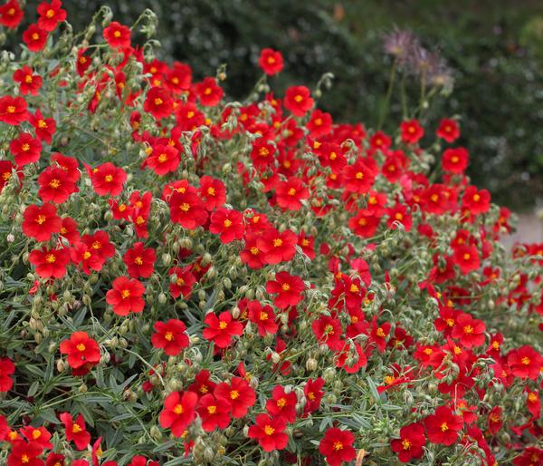 Bio Sonnenröschen, rot
