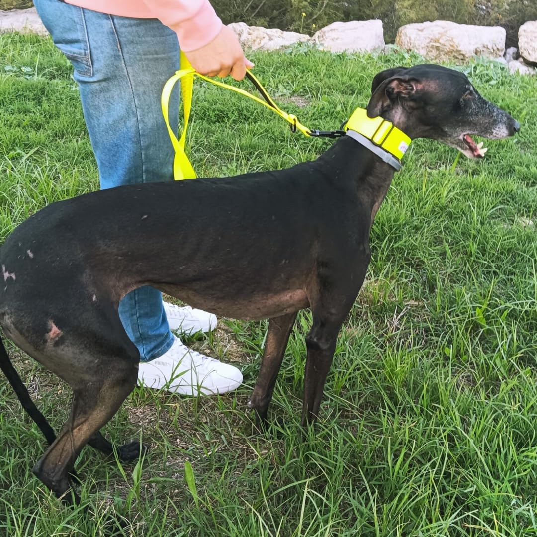 Guia para cães EGV com múltiplas posições e alça dupla de neoprene. Guia para cães que permite o uso com as mãos livres, com 2,5 metros de comprimento. (Amarela)
