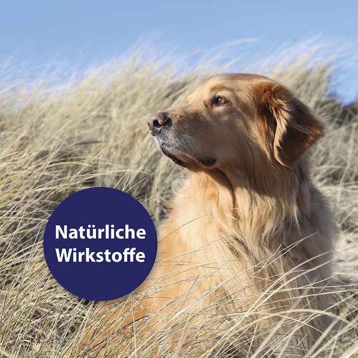 Canosept Hautpflege Spray für Hunde, 250 ml
