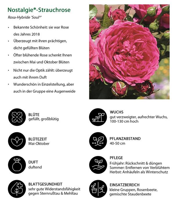 Nostalgie®-Strauchrose 'Soul®'