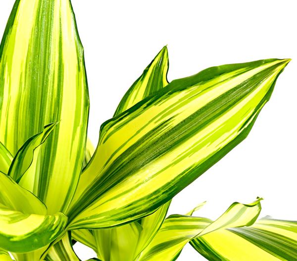 Drachenbaum - Dracaena fragrans 'Yellow Coast'