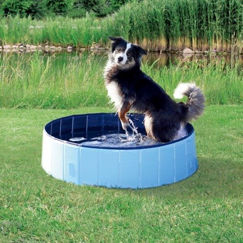 Piscina azul para cães
