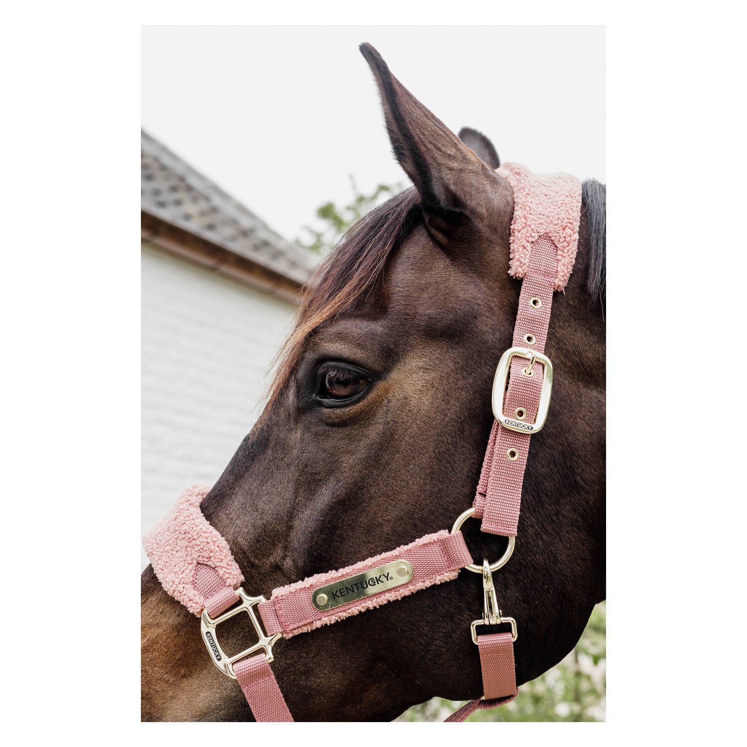 KENTUCKY Teddyfleece-Halfter - old rose