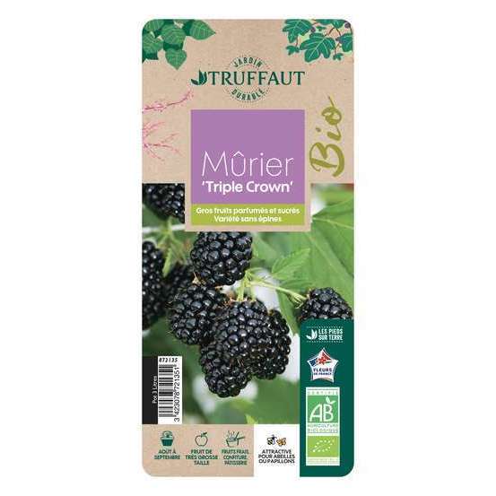 Mure 'Triple Crown' bio : pot de 3 litres