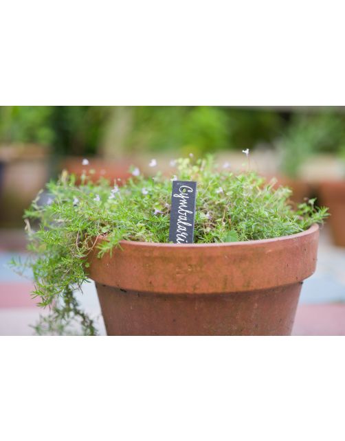 Nature Leistenen Plantenetiketten - Kweekbenodigdheden - 15x3 cm Grijs 5 stuks