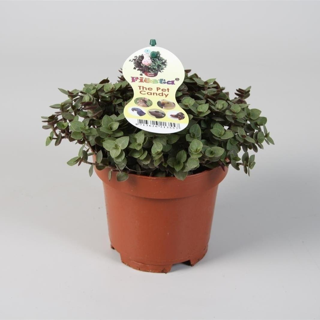 Plante d'intérieur - calissia repens 17.0cm