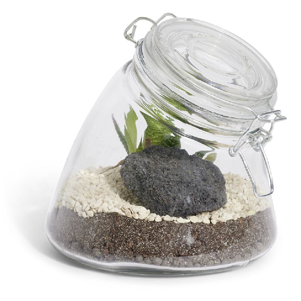 Terrarium bocal Ø16xH16cm