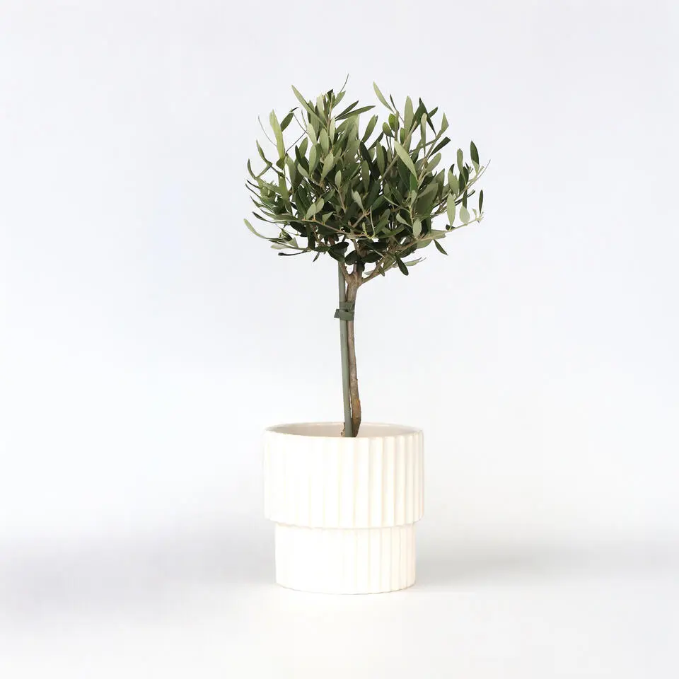 Olijfboom - Olea europaea - Hoogte 45-55cm - ⌀14cm