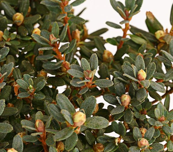 Zwerg-Rhododendron