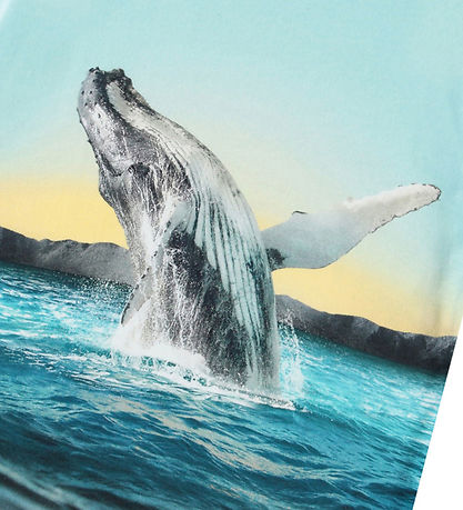 Molo T-Shirt - Rame - Whale Jump
