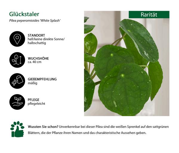 Glückstaler - Pilea peperomioides 'White