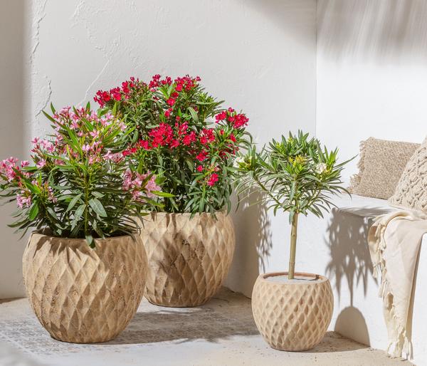 Oleander 'Jannoch'