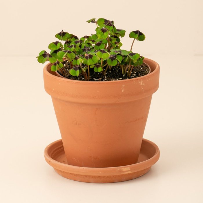 Oxalis plant in pot