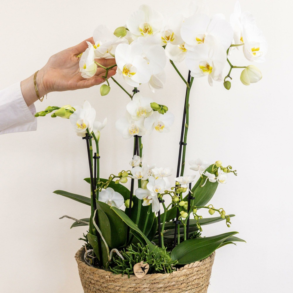 Plante d'intérieur - set 3 orchidées blanches et 3 rhipsalis dans un panier en roseau avec réservoir d'eau 55cm