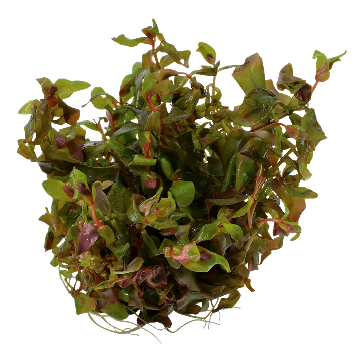 Waterplant Rotala Macrandra
