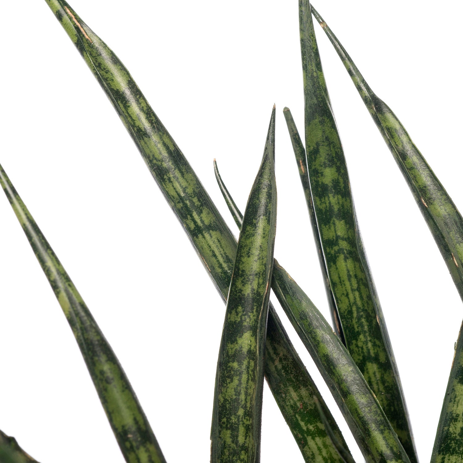 Vrouwentong (Sansevieria 'Fernwood Punk') D 10 H 30 cm